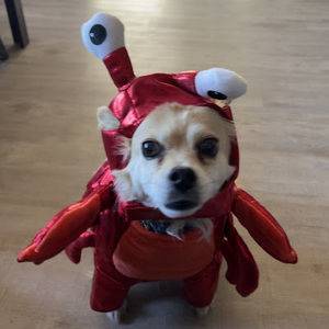 Meet your Posher, Molly